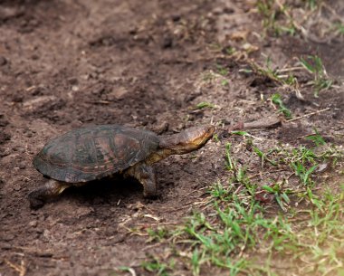 Kenya Terrapin