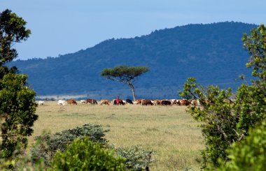 Maasai Herdsman on Masai Mara clipart