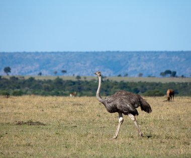 Devekuşu masai mara üzerinde