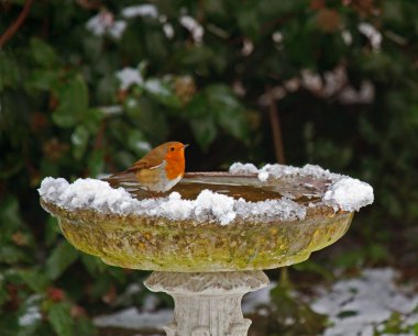 Robin on bird bath in snow clipart