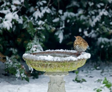 Song Thrush on bird bath in snow clipart