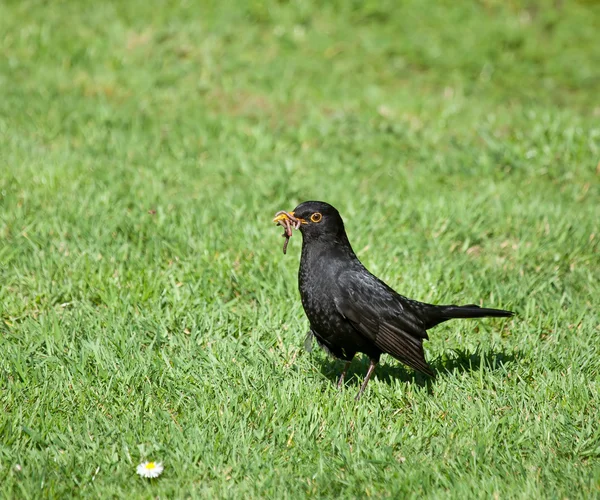 Blackbird med maskar — Stockfoto