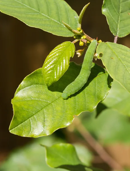 stock image Brimstone Butterfly Caterpillar