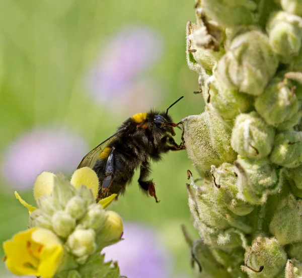 Bumblebee tırmanma — Stok fotoğraf