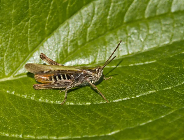 Campo Grasshopper — Foto de Stock