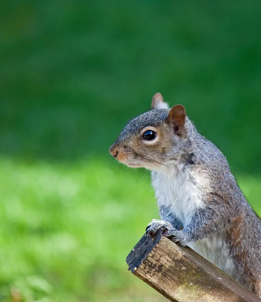 Grey Squirrel head shot — Stock Photo, Image