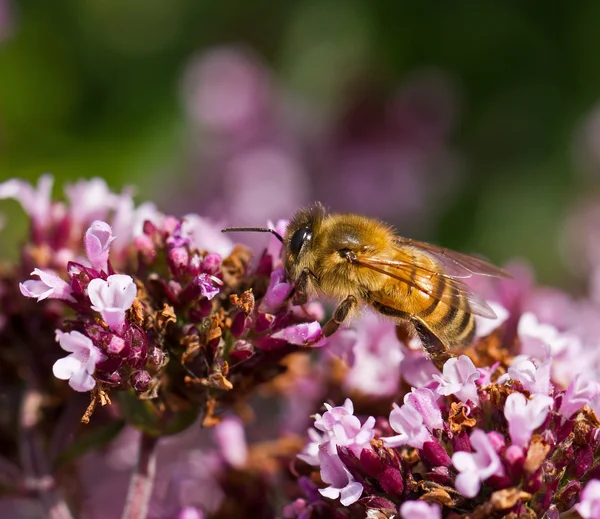 Bal arısı — Stok fotoğraf