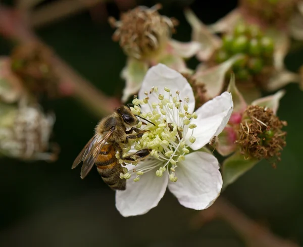 Abeille à miel sur fleur — Photo