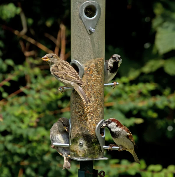 House Sparrows — Stock Photo, Image