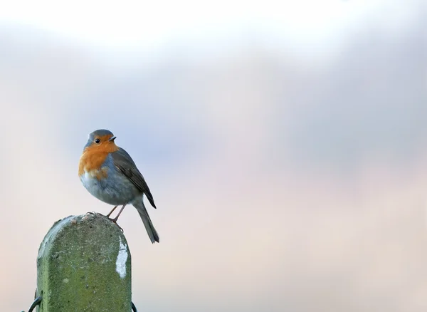 Robin on Post copy space — Stock Photo, Image