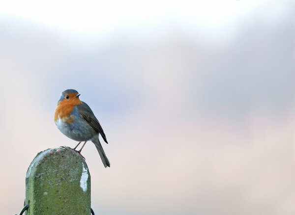 Robin on Post
