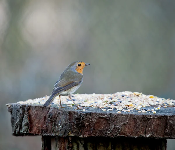 Robin on Seed Table — Stock Photo, Image