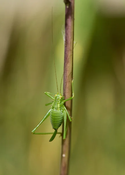 Gespikkelde bush cricket — Stockfoto