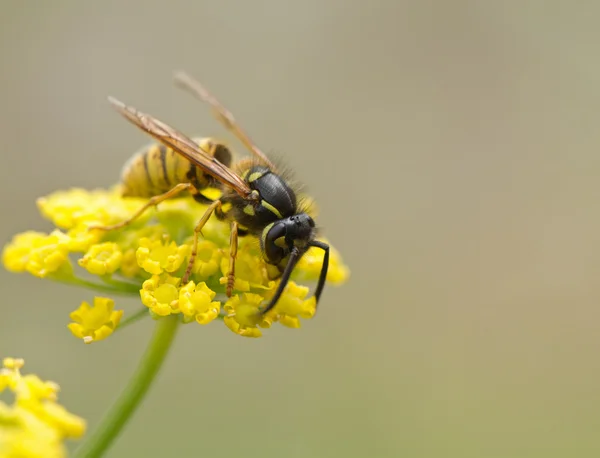 Sarı çiçekteki eşek arısı — Stok fotoğraf