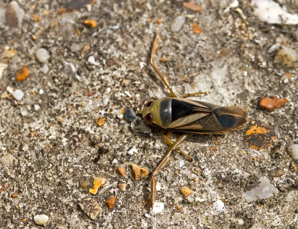 Water Boatman on path