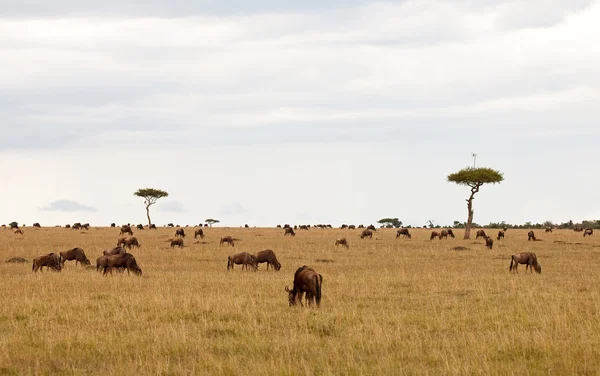 Acacia arial op de masai mara — Stockfoto