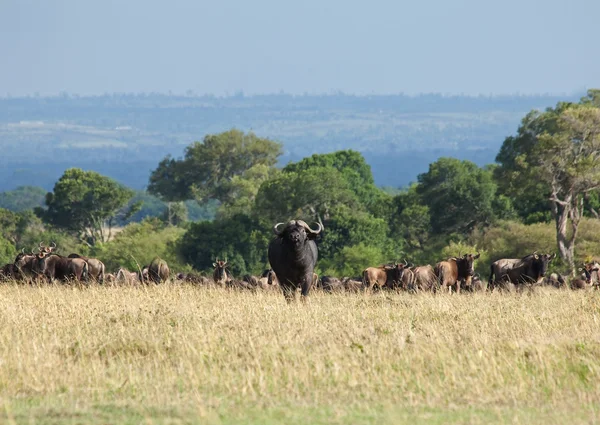 Cape buffalo — Stock fotografie
