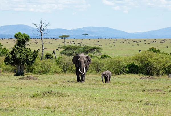 stock image Elephants on the Masai Mara