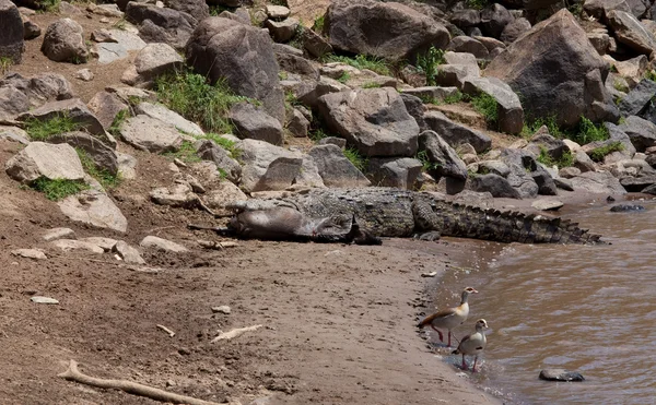 Krokodil am Ufer des Mara-Flusses — Stockfoto