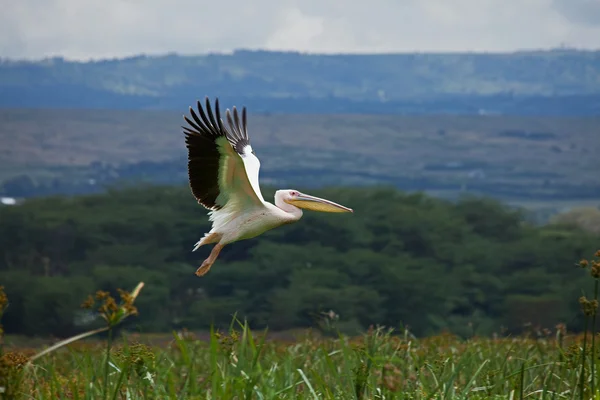 Grande pelicano branco — Fotografia de Stock