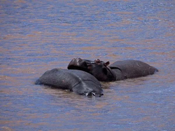 Hipopótamos en río — Foto de Stock