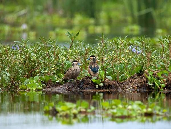 Hottentot Teal — Stock Photo, Image