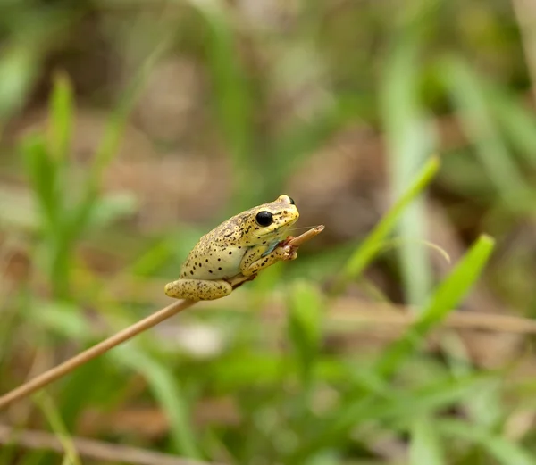 Kenya Frog — Stock Photo, Image