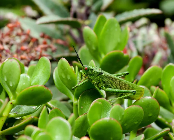 Kenia Grasshopper — Foto de Stock