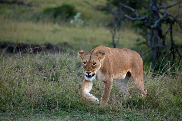 Снарлинг львицы на Масаи Мара — стоковое фото