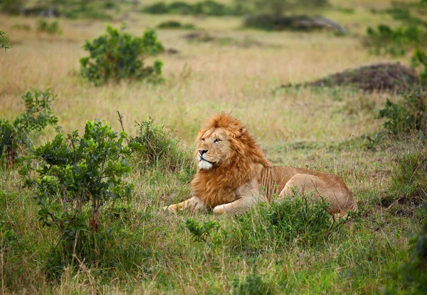 Lew w masai mara — Zdjęcie stockowe
