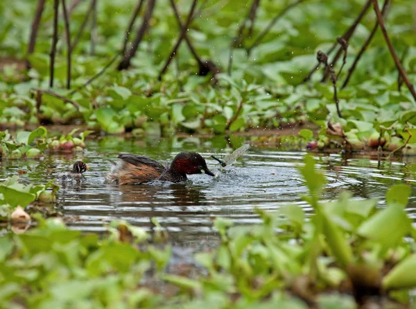 Little Grebe and dragonfly — Stock Photo, Image