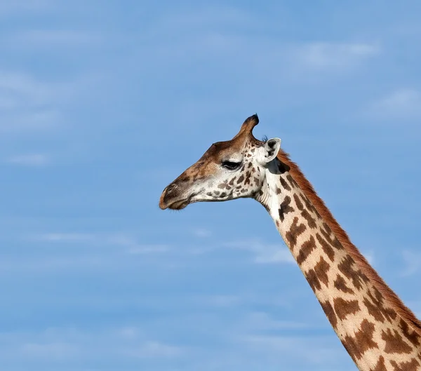 Stock image Masai Giraffe close-up