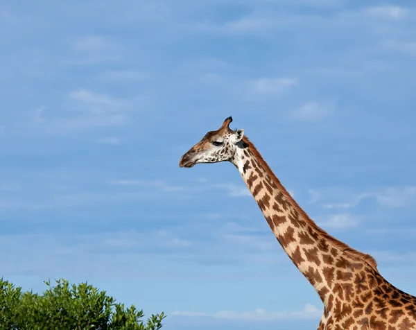 stock image Masai Giraffe