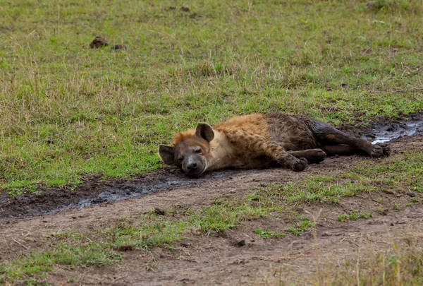 Relaxační hyena skvrnitá — Stock fotografie