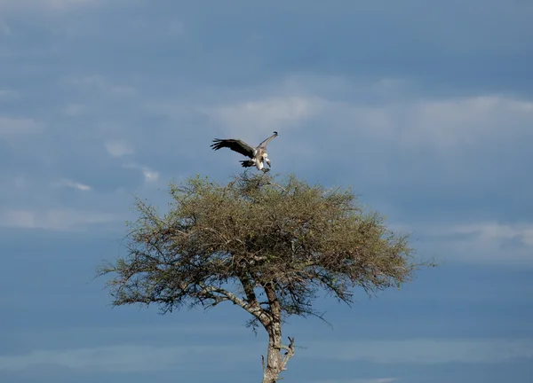 Afryki Sęp afrykański lądowania — Zdjęcie stockowe