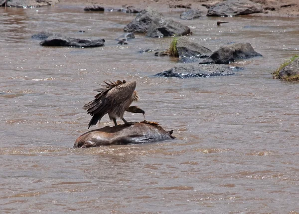 Vulturul pe carcasă — Fotografie, imagine de stoc