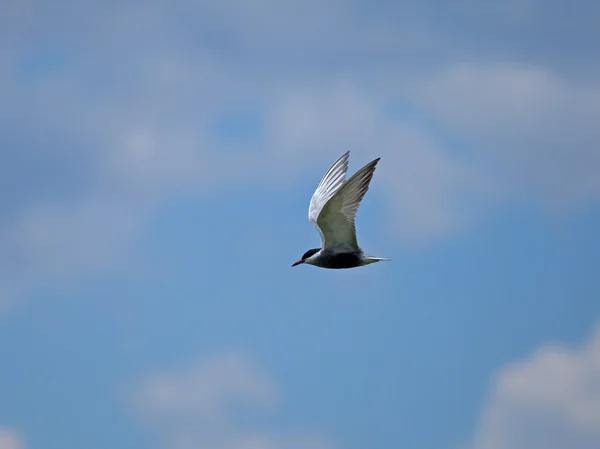 Schnurseeschwalbe — Stockfoto