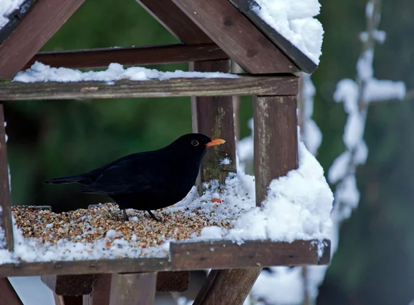 Blackbird in Snow — Stock Photo, Image