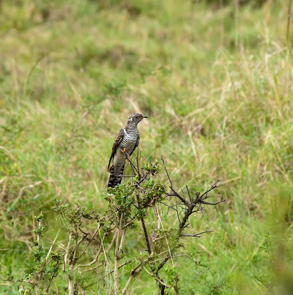 Cuckoo comum Juvenil — Fotografia de Stock