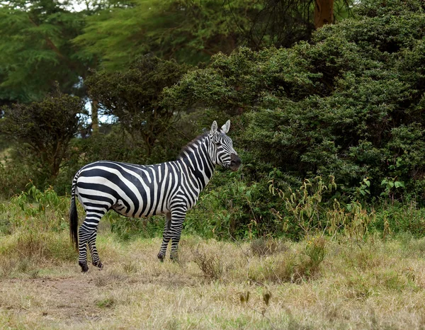 Burchell-Zebra — Stockfoto