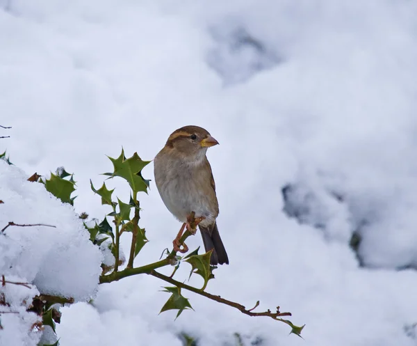 Casa Sparrow fêmea na neve — Fotografia de Stock