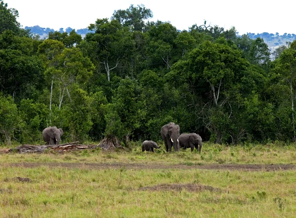 मसाई मारा पर हाथी समूह — स्टॉक फ़ोटो, इमेज