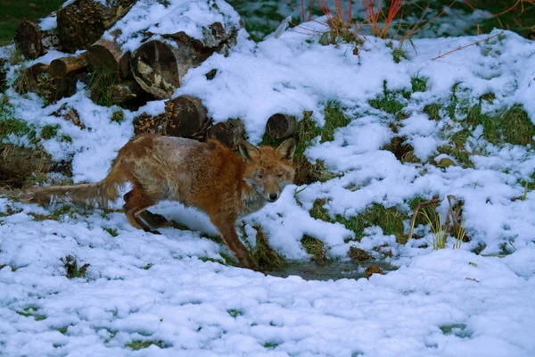 Fuchs mit Räude — Stockfoto
