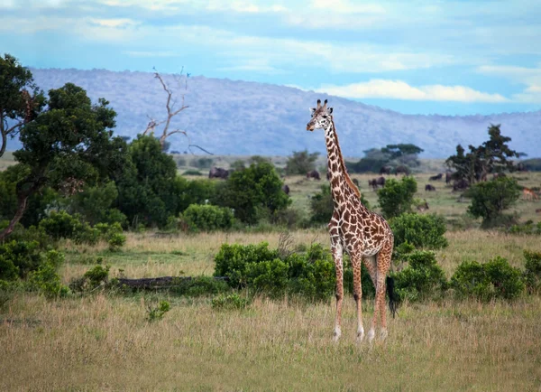Giraffe on the Masai Mara — Stock Photo, Image