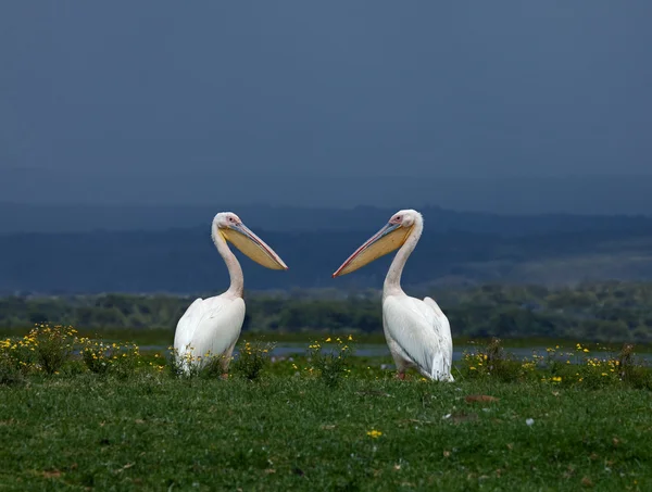 Grandes pelicanos brancos de frente um para o outro — Fotografia de Stock