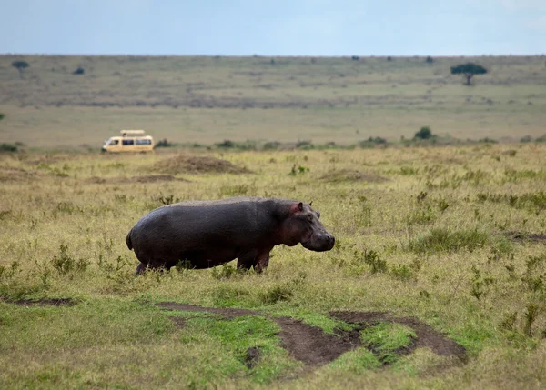 Hipopótamo en el Masai Mara — Foto de Stock
