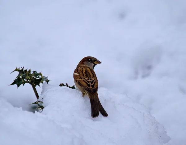 House Sparrow male in snow — Stock Photo, Image