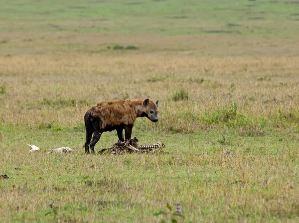 Gefleckte Hyäne auf Kadaver — Stockfoto