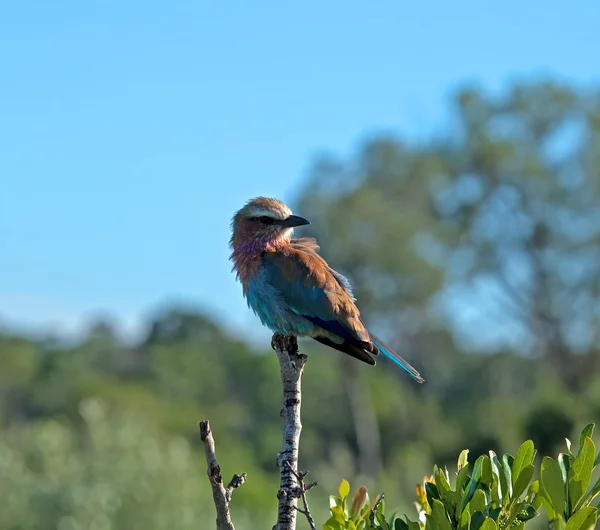 Lilac-breasted Roller — Stockfoto