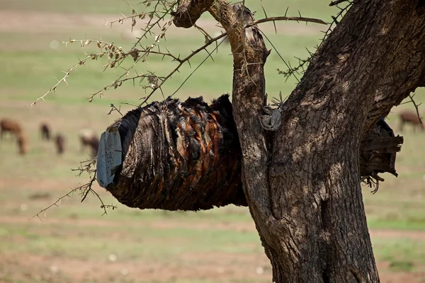Colmeia Masai — Fotografia de Stock